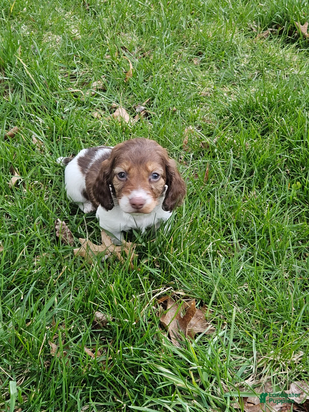 Miniature Dachshund dogs for sale: Willow - Ad 1