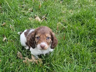 Miniature Dachshund dogs for sale: Willow - Ad 2
