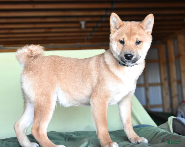 Gallery Image {{count}}