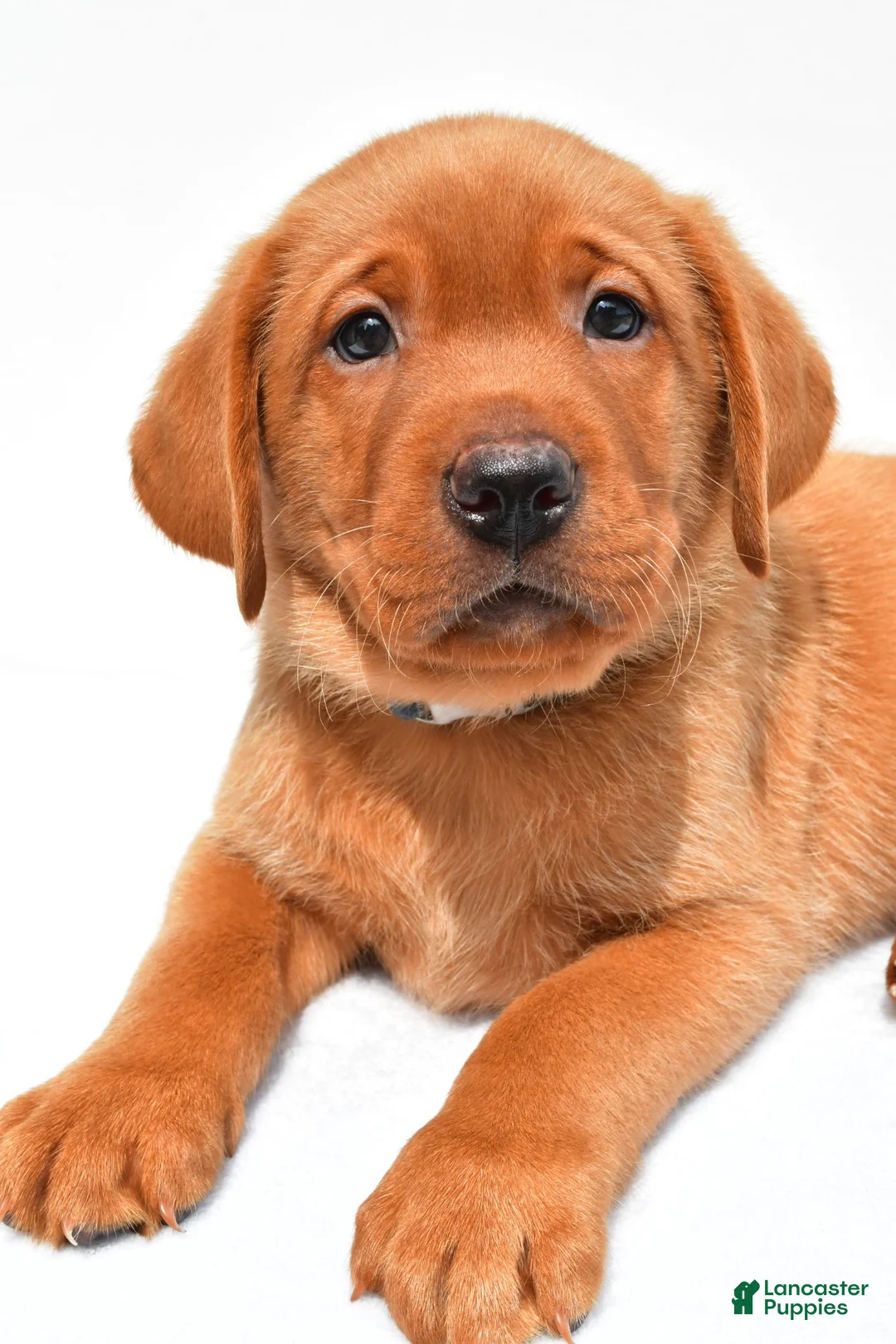 Labrador Retriever dogs for sale: Reno - Ad 2