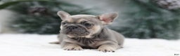 French Bulldog dogs for sale: Malory - Ad 3
