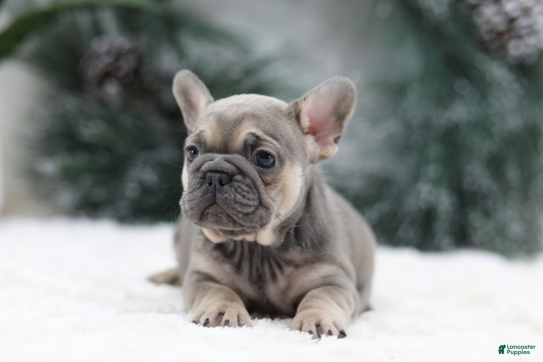 French Bulldog dogs for sale: Malory - Ad 3