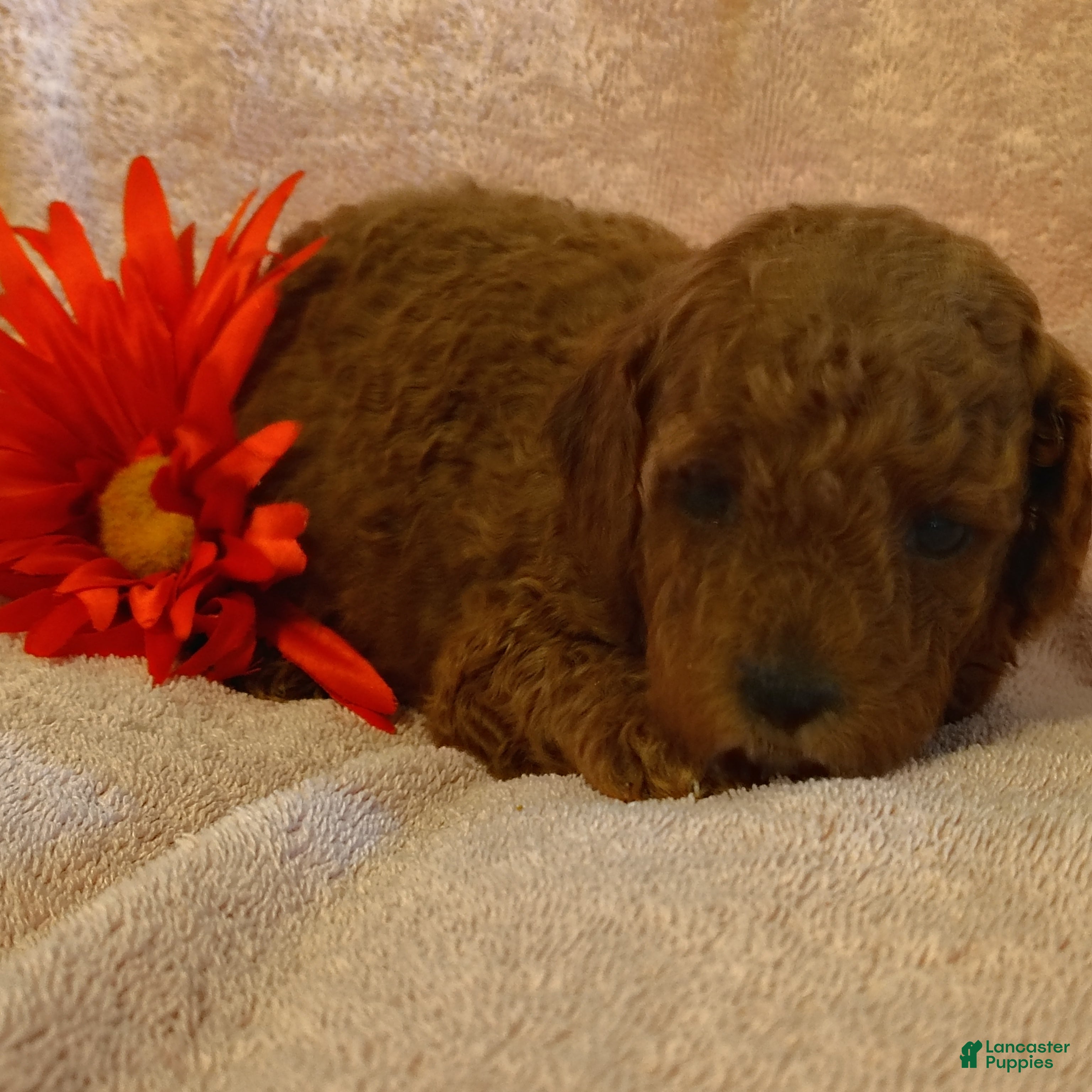 Mini Goldendoodle dogs Samantha - Ad 2