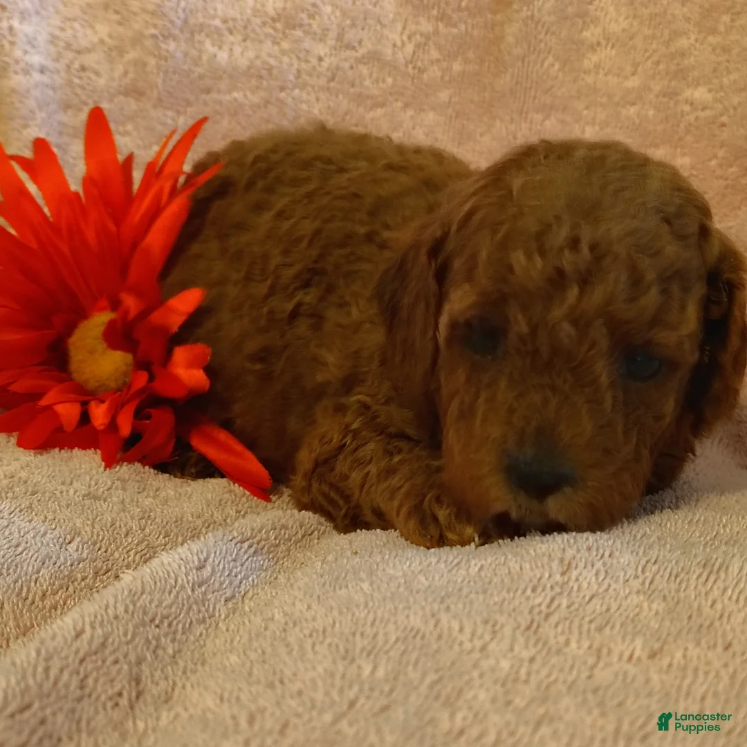 Mini Goldendoodle dogs for sale: Samantha - Ad 2