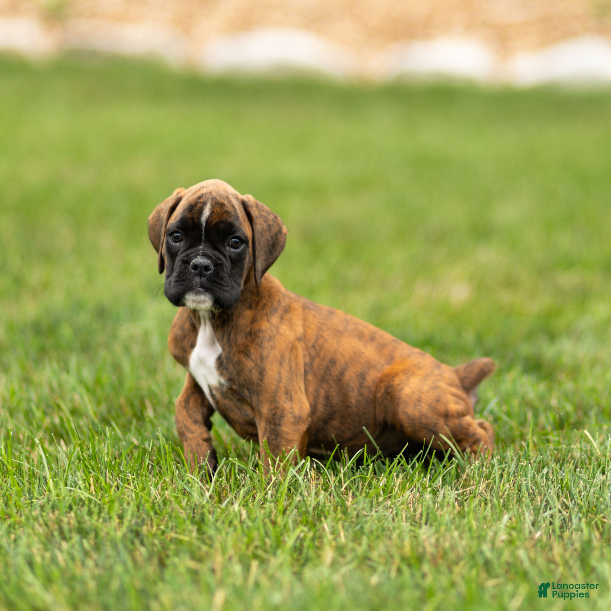 Boxer dogs Lori Boxer Puppy  - Ad 2