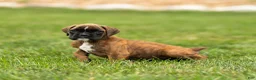 Boxer dogs for sale: Lori Boxer Puppy  - Ad 2