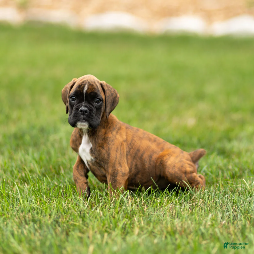 Boxer dogs for sale: Lori Boxer Puppy  - Ad 2