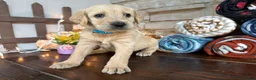 Labradoodle dogs for sale: Peter (Boy) - Ad 3