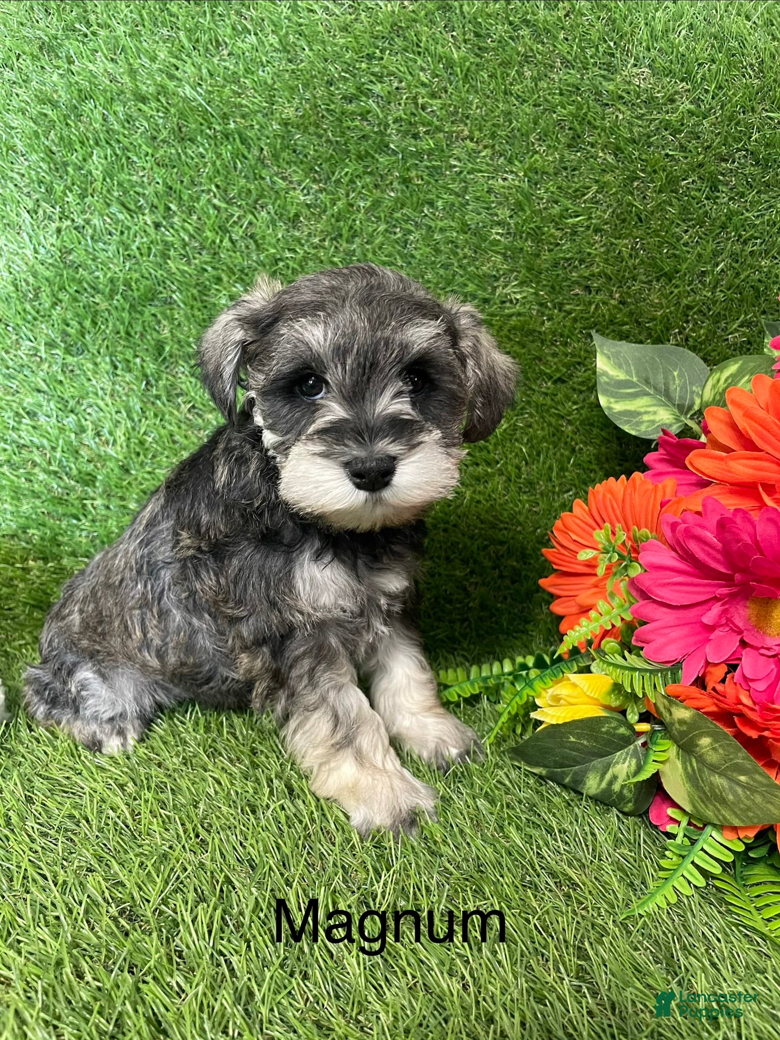 Miniature Schnauzer dogs Miniature Schnauzer Puppy 2 Magnum - Ad 2