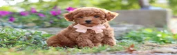 Miniature Poodle dogs for sale: Jane - Ad 6