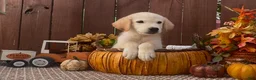 Labrador Retriever dogs for sale: Labrador Retriever 1 - Ad 3