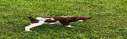 Brittany Spaniel dogs for sale: Theo - Ad 3