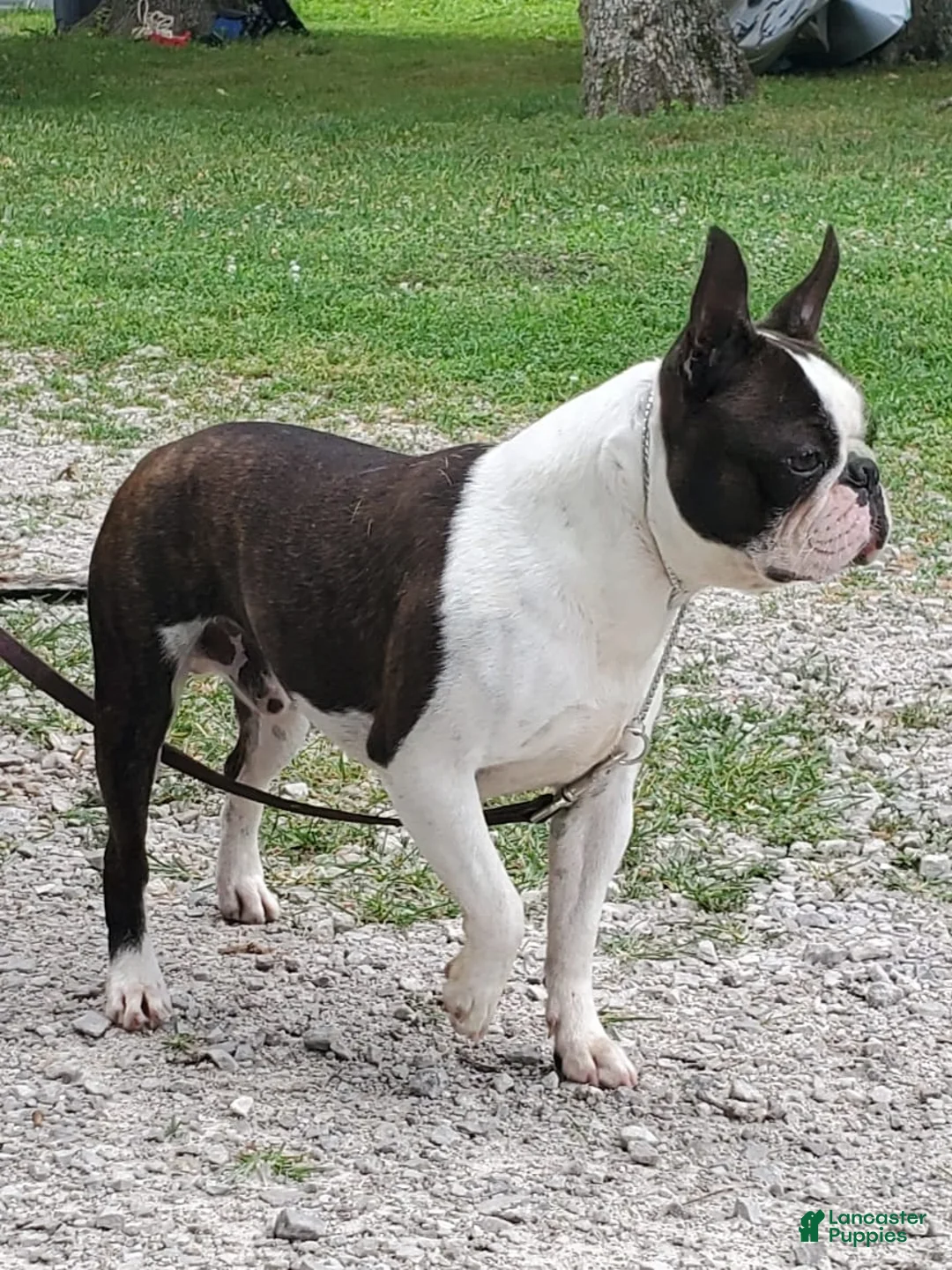 Gallery Image {{count}}