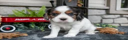 Cavalier King Charles Spaniel dogs for sale: Kai - Ad 2