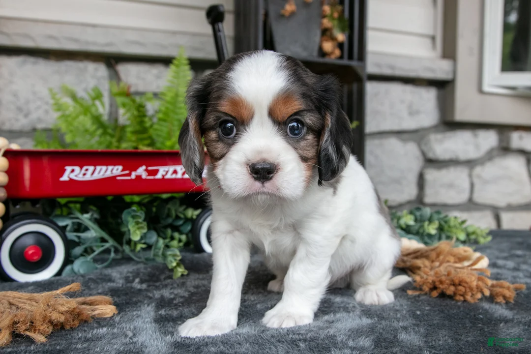 Cavalier King Charles Spaniel dogs for sale: Kai - Ad 2
