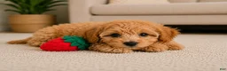 Cavapoo dogs for sale: Bella - Ad 7