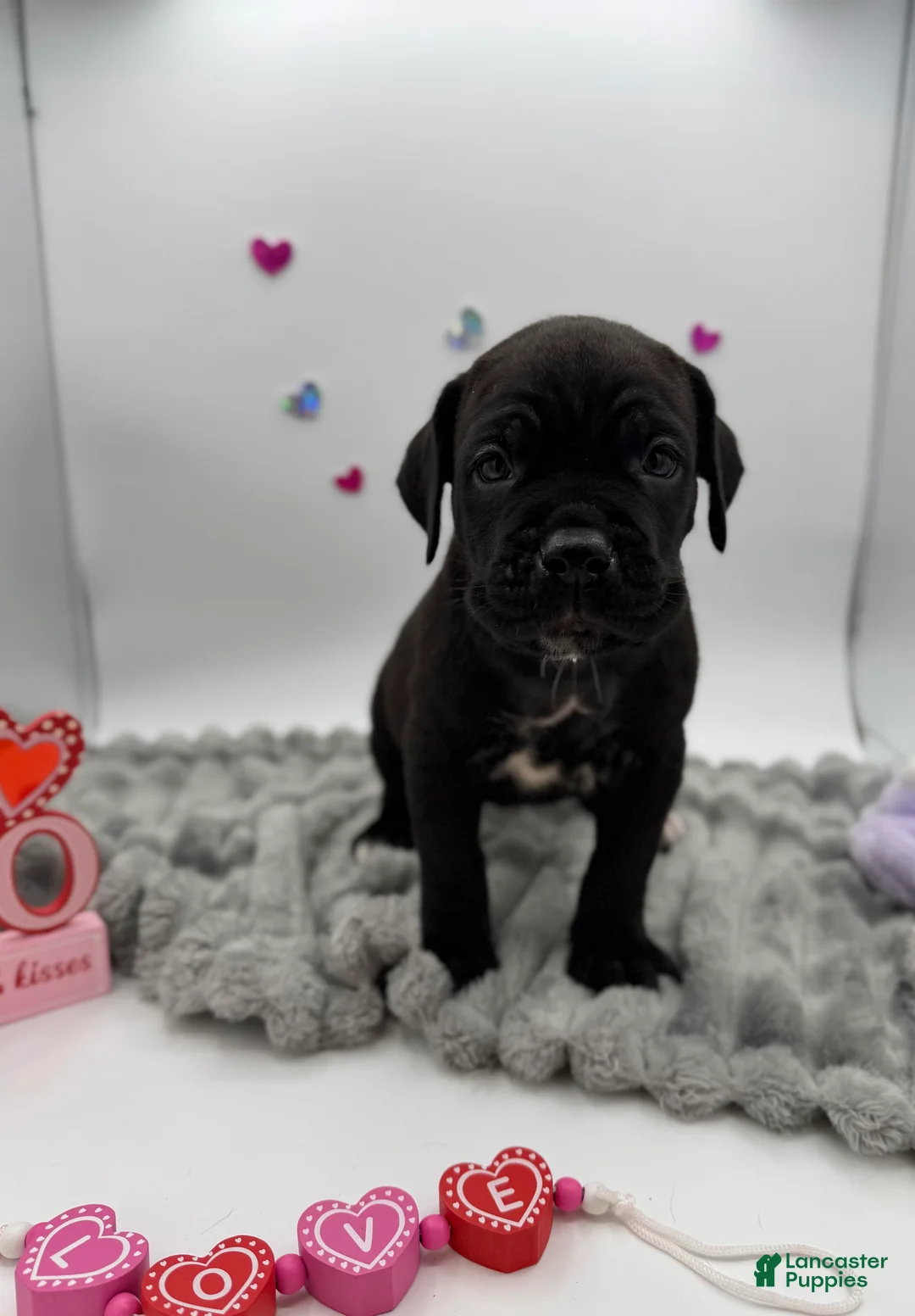Cane Corso dogs for sale: Cane Corso Puppy 3 - Ad 7