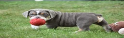 Beabull dogs for sale: Bubba - Ad 5