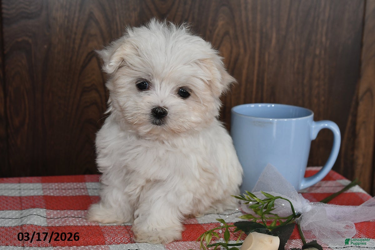 Maltese dogs Mason - Ad 2