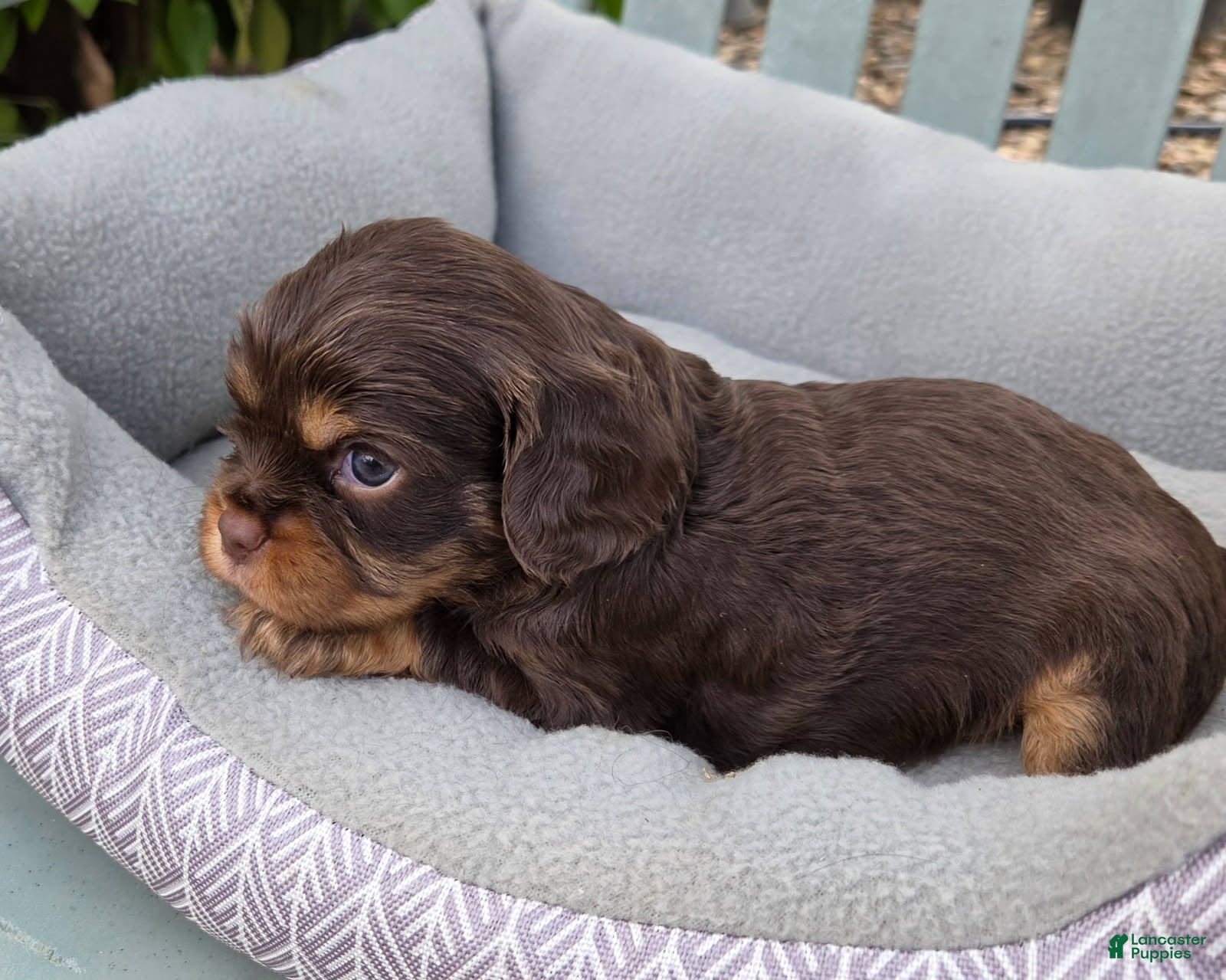Cavalier King Charles Spaniel dogs Cavalier King Charles Spaniel 2 - Ad 10