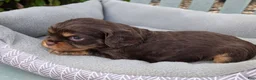 Cavalier King Charles Spaniel dogs for sale: Cavalier King Charles Spaniel 2 - Ad 1