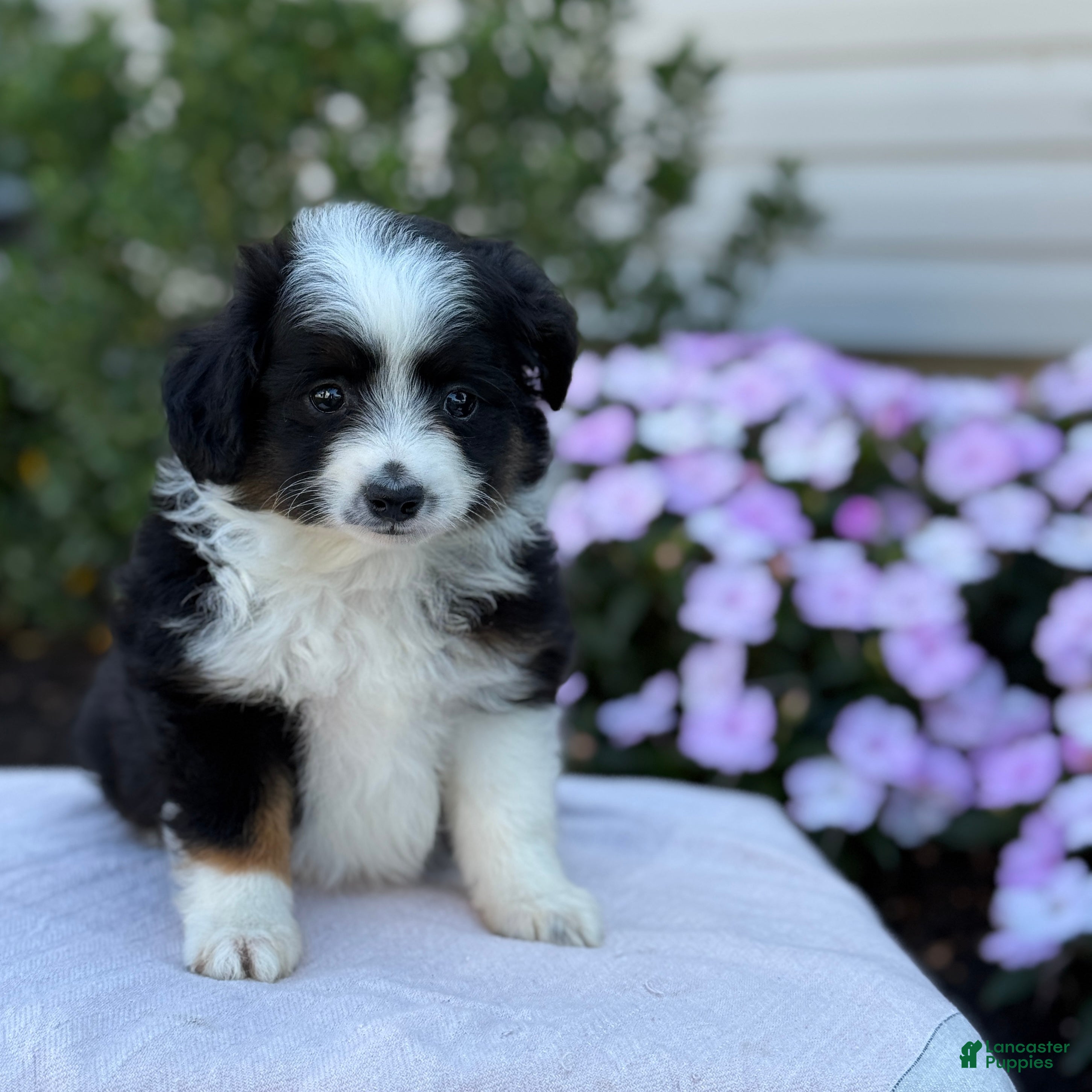 Miniature Australian Shepherd dogs Apple - Ad 1