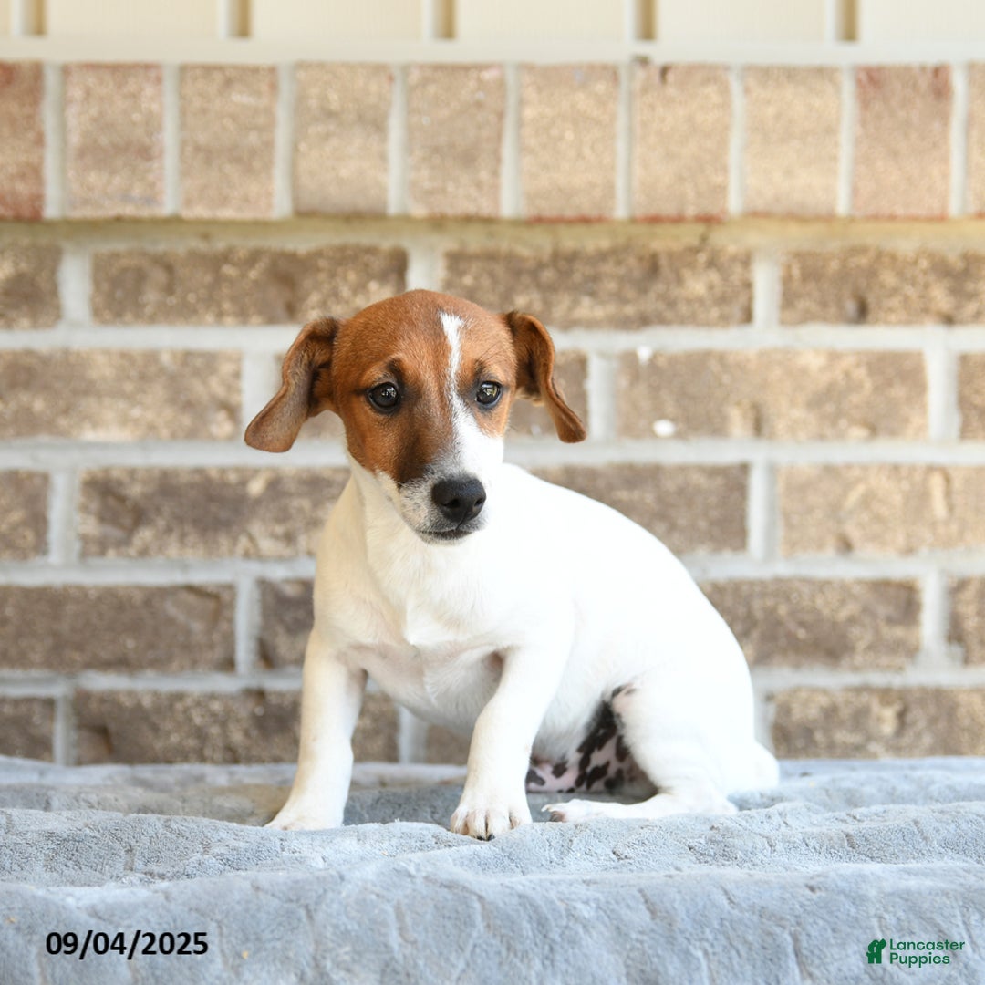 South Africa Jack Russell Terrier Club Limited Edition Bronze Jack