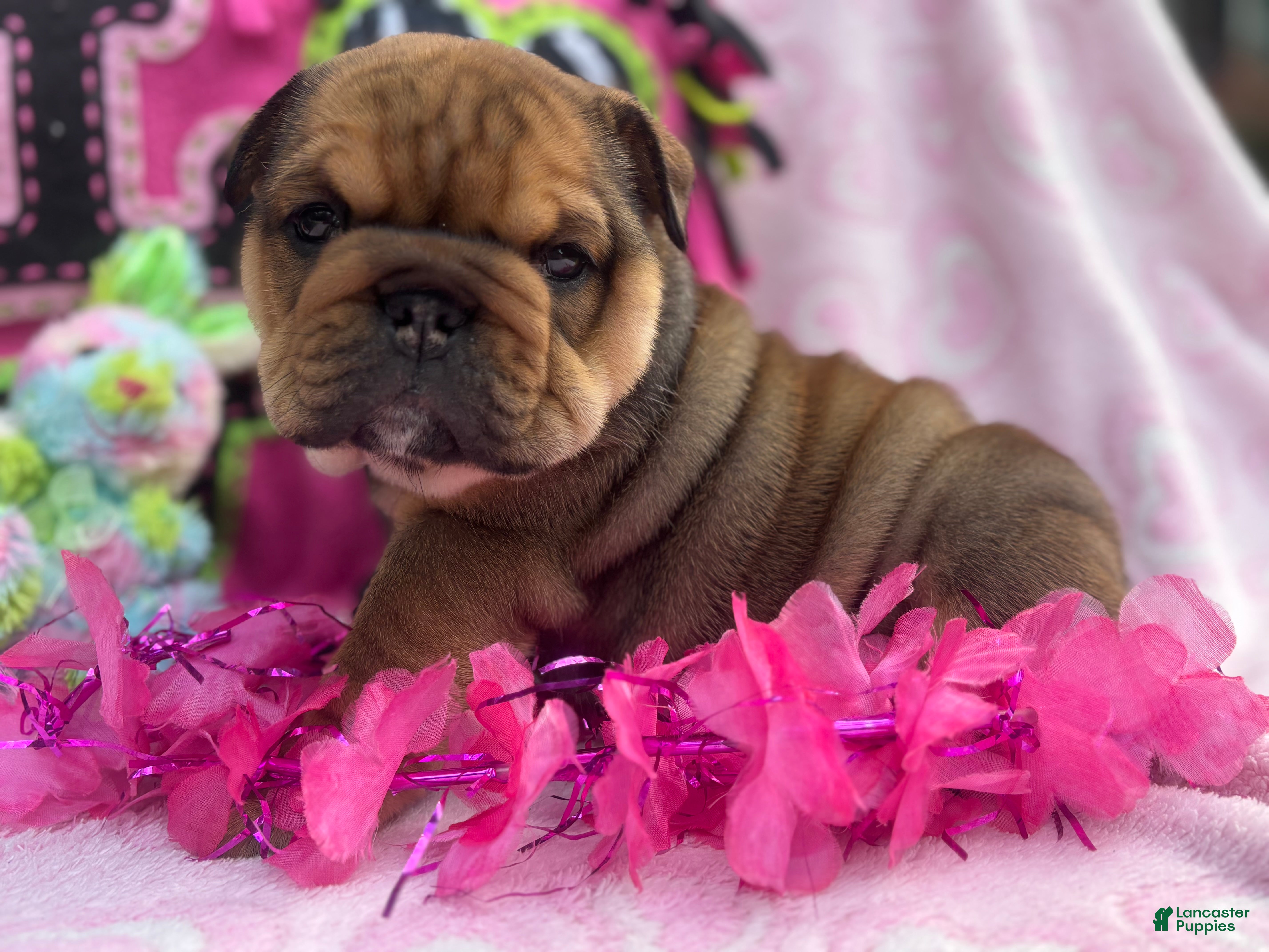 English Bulldog dogs for sale: Lily - Ad 1