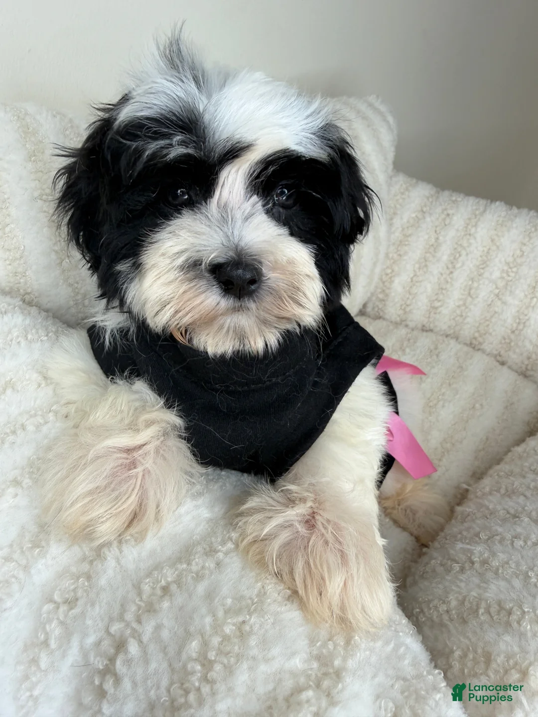 Teddy Bear dogs for sale: Mochi - Ad 5
