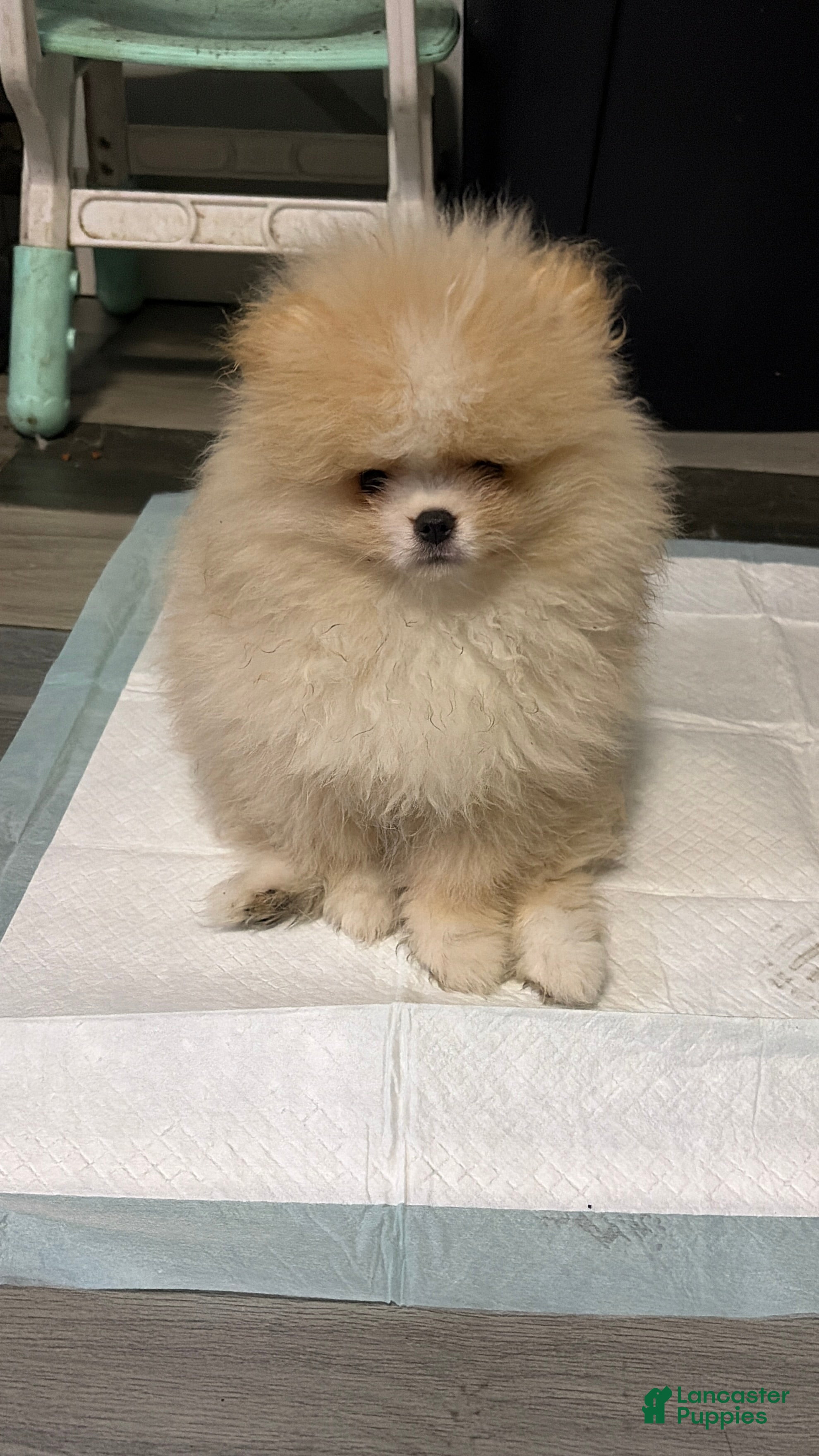 Pomeranian dogs Pomeranian Puppy 2 - Ad 1