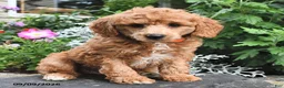 Miniature Poodle dogs for sale: Fido  - Ad 3