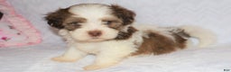 Shihpoo dogs for sale: Ethan - Ad 6
