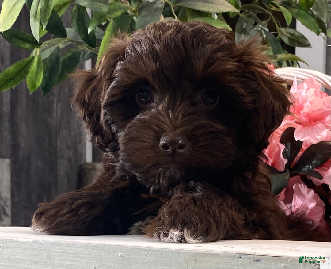 Havanese dogs for sale: Howie - Ad 8
