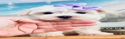 Maltese dogs for sale: Teacup Annie - Ad 4