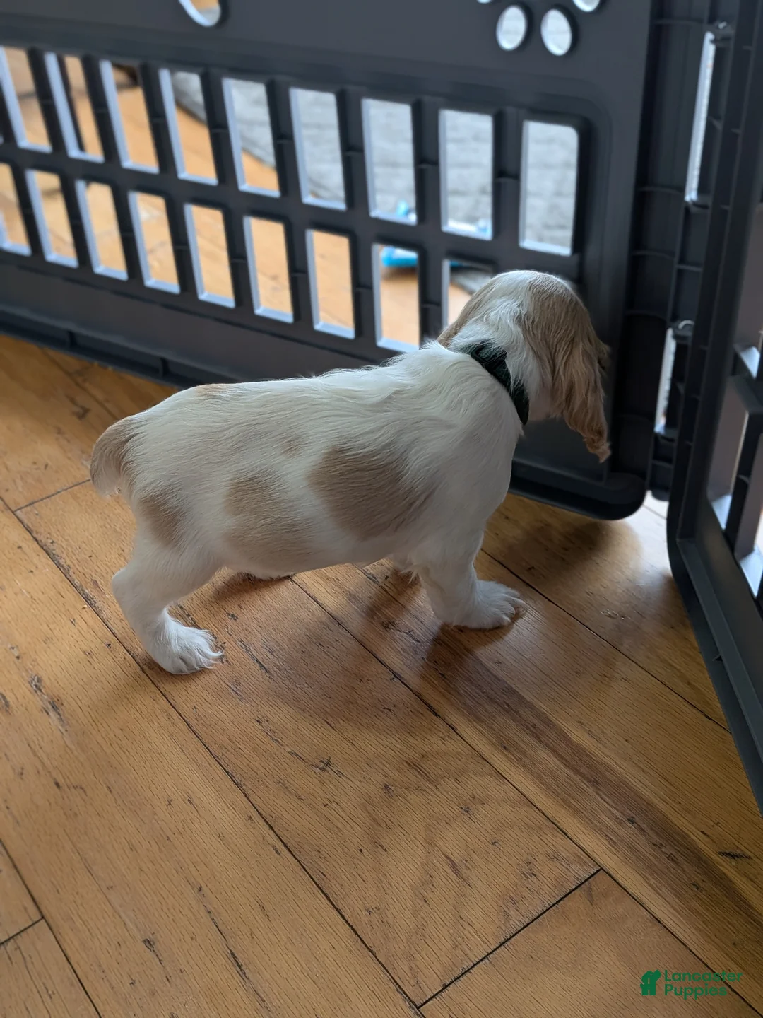 Cocker Spaniel dogs for sale: Zander  - Ad 8