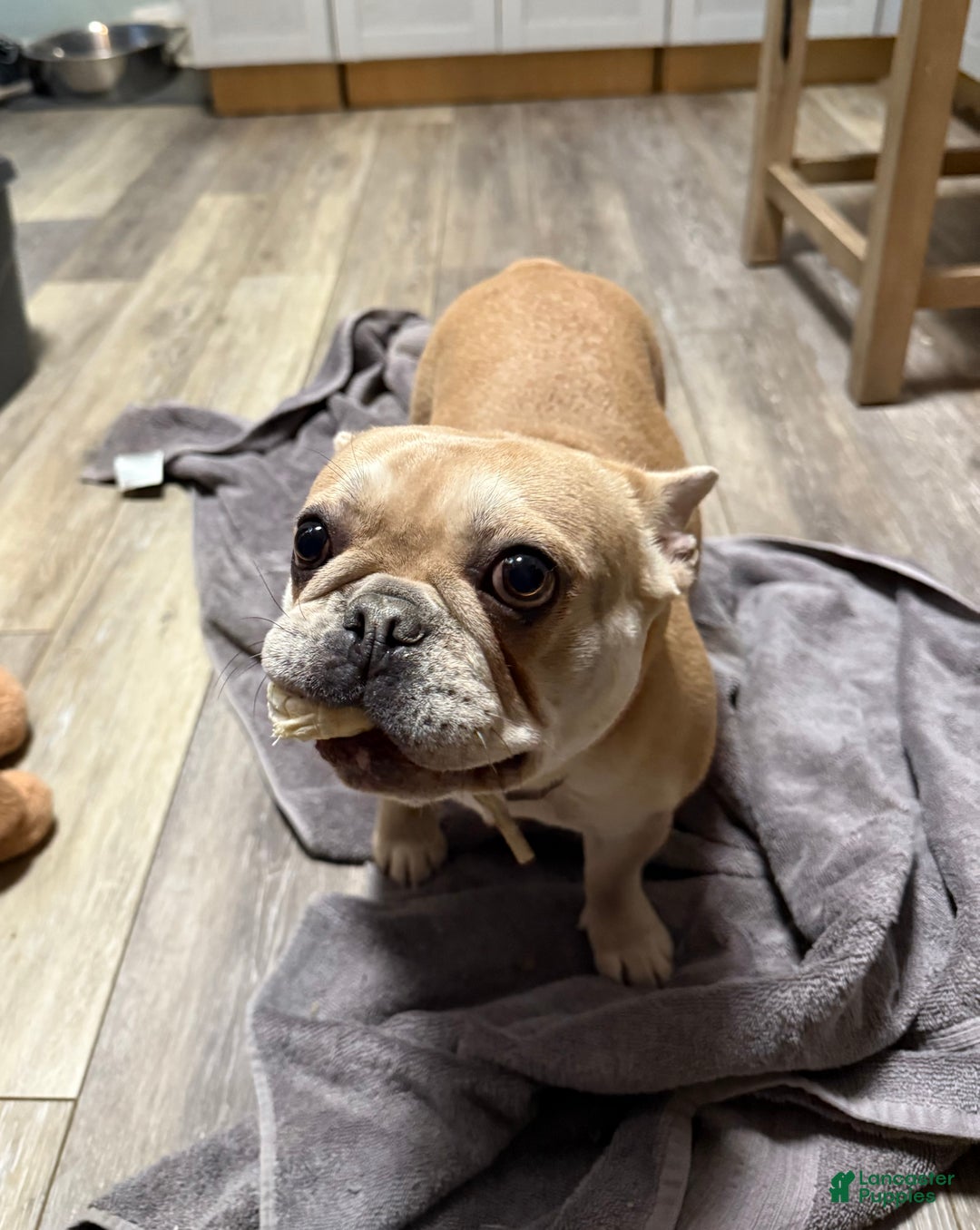 French Bulldog dogs for sale: Piper - Ad 3