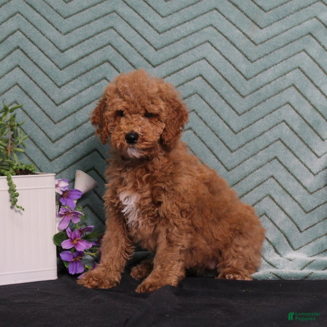 Miniature Poodle dogs BJ's Yahtzee - Ad 1