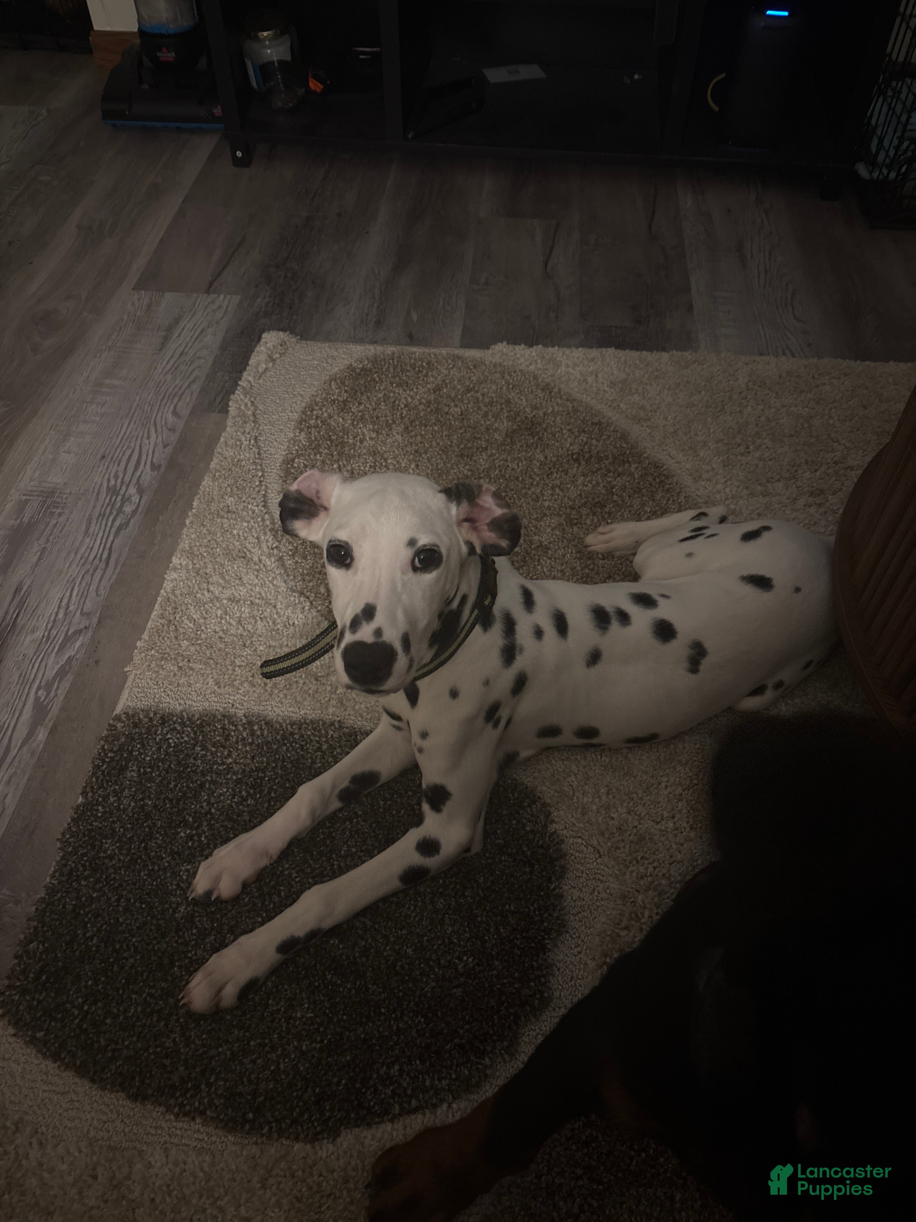 Dalmatian dogs Dalmatian Puppy  - Ad 6