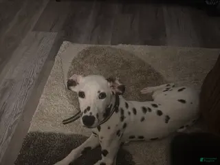 Dalmatian dogs Dalmatian Puppy - Ad 3