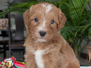 Mini Goldendoodle dogs - Ad 10