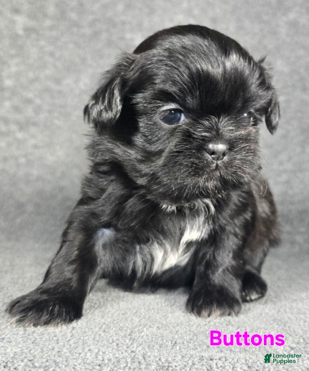 Shih Tzu dogs for sale: Buttons - Ad 3