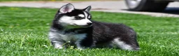Pomsky dogs for sale: Ollie - Ad 5