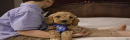 Goldendoodle dogs for sale: Charlie - Ad 8