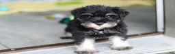 Miniature Schnauzer dogs for sale: Percy - Ad 19