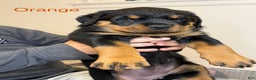 Rottweiler dogs for sale: Red girl  - Ad 6