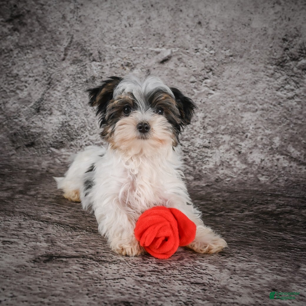 Morkie dogs for sale: Marlow - Ad 3
