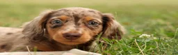Miniature Dachshund dogs for sale: BUDDY - Ad 10
