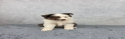Miniature Australian Shepherd dogs for sale: Maverick  - Ad 7