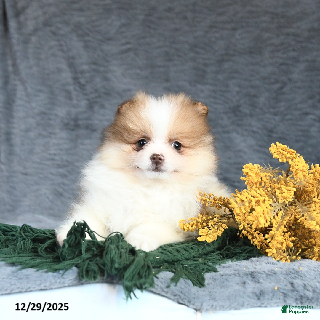 Pomeranian dogs for sale: Elsie - Ad 4