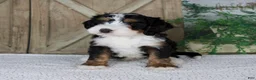 Mini Bernedoodle dogs for sale: Tyler - Ad 6